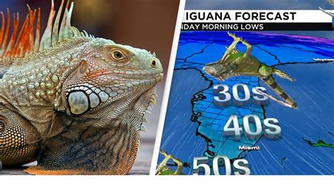 Raining Iguanas Causes Very Bizarre Weather Warning