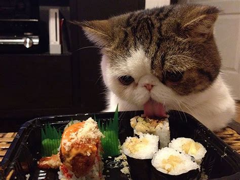 14 cute and curious cats eating strange things