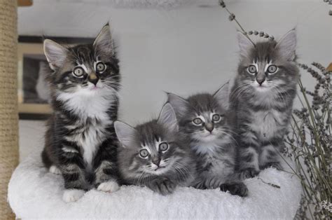 While they will rest and cuddle, they primarily enjoy being active, playful and showing off their physical abilities. Cute pedigree Norwegian forest cat | Loughton, Essex ...