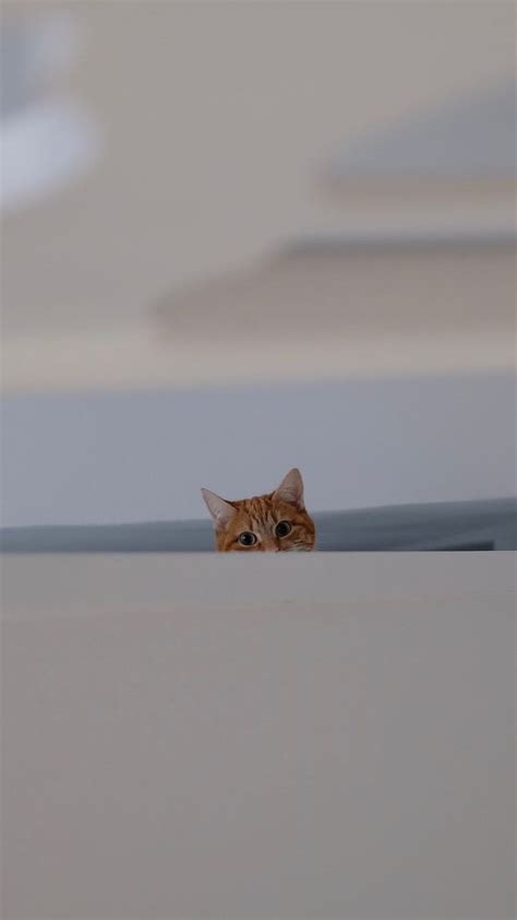 Peek A Boo Cat A Boo Funny Wonder Hd Phone Wallpaper Peakpx