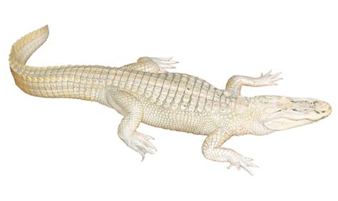 Clipart alligator female crocodile, Clipart alligator ...