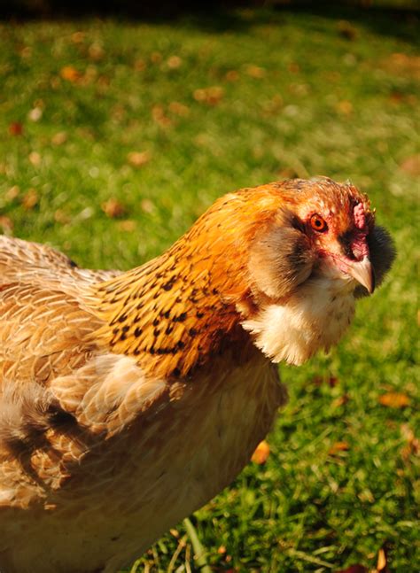 We did not find results for: Choosing chicken breeds - a guilty pleasure - My Pet ...