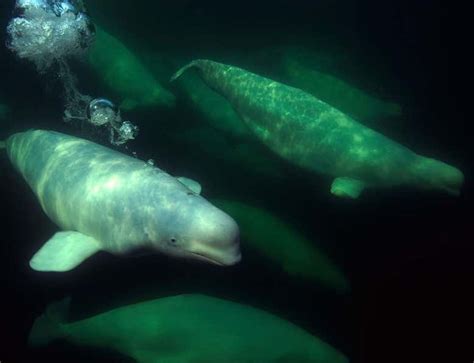 Belugas With Kitty Litter Disease Threaten Inuit New Scientist