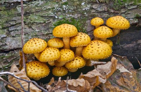 The Ultimate Guide To Saprotrophic Mushrooms Grocycle