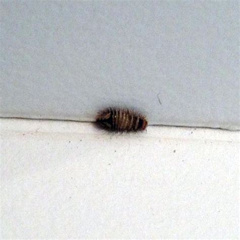 Tiny Gray Bugs In Carpet Carpet Vidalondon