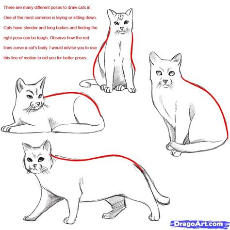 Https://wstravely.com/draw/how To Draw A Cat Realistic Step By Step