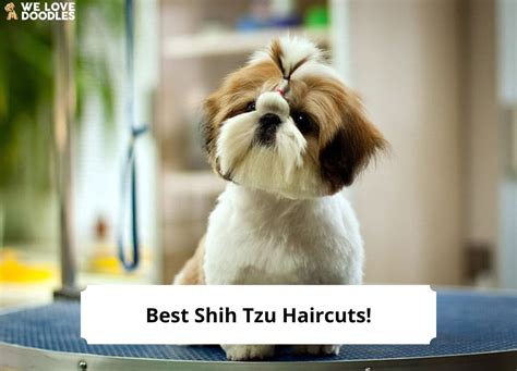 13 Best Shih Tzu Haircuts With Pictures 2023 We Love Doodles