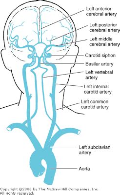 The ascending pharyngeal artery occasionally takes off from the proximal ica also, as does the occipital. Pin on Neuroanatomy