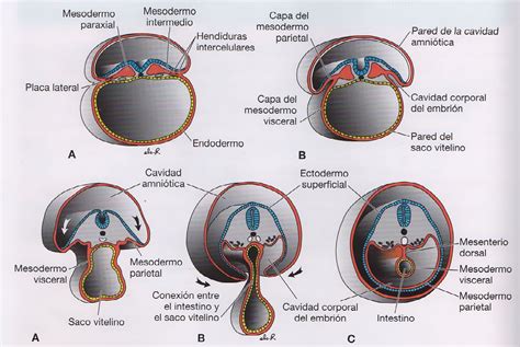 El Tubo Intestinal Y Las Cavidades Corporales