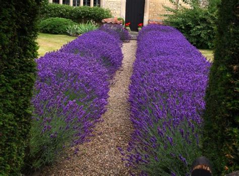 Lavender Hidcote Hedge Lavandula Angustifolia Hidcote Hidcote