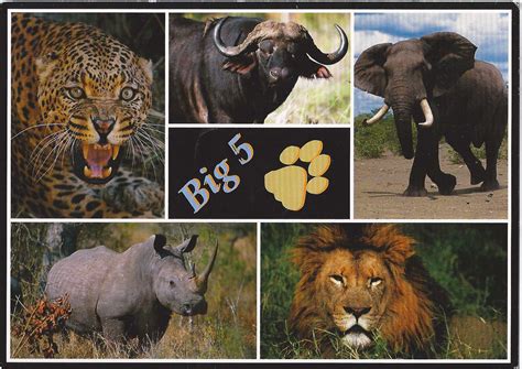 A Journey Of Postcards A Postcard From Lesotho The Big Five Of South