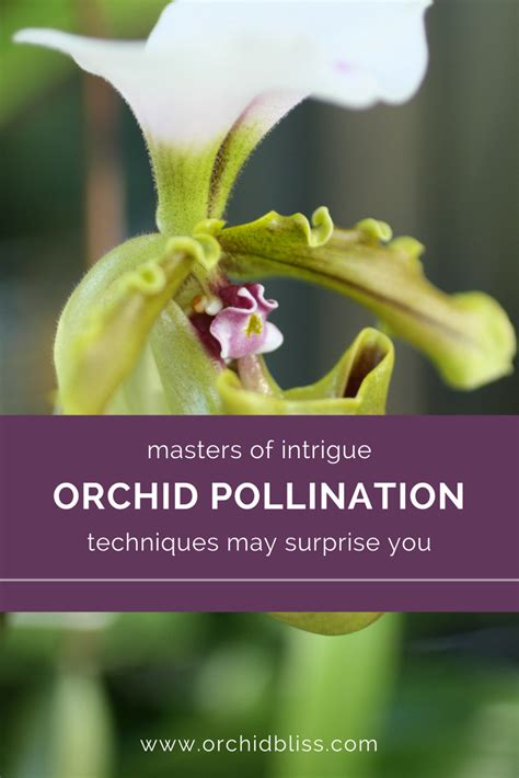 How Orchids Attract Pollinators Masters Of Deception Orchid Bliss