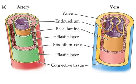 Perbedaan Arteri Dan Vena Dalam Pelajaran Biologi