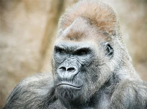 A Picture Of A Silverback Gorilla The Silverback Mountain Gorilla By