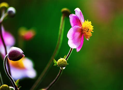 I fiori sono uno degli spettacoli della natura più ricco di bellezza. Immagini Fiori 4K : Scarica Sfondi 4k Tulipani Rosa Bokeh ...