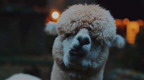 Lift your spirits with funny jokes, trending memes, entertaining gifs, inspiring stories, viral videos, and so much more. Download wallpaper 1920x1080 lama, llama, funny, camel, emotions full hd, hdtv, fhd, 1080p hd ...