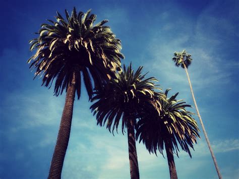 Los Angeles Palm Trees The Image Of A Desert Oasis