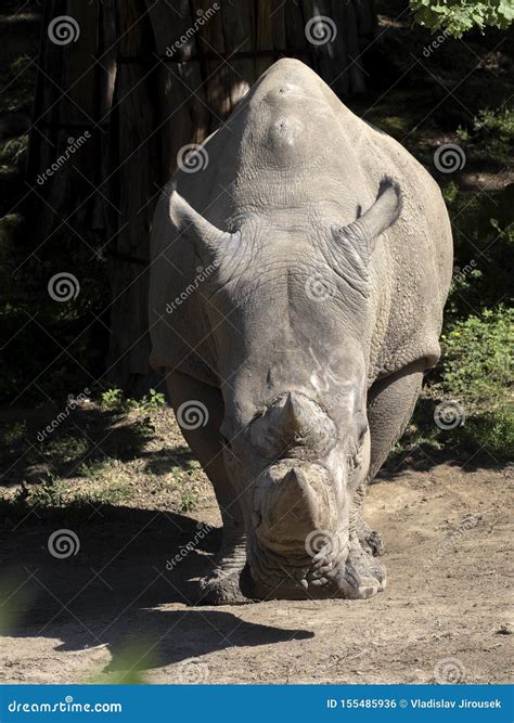Southern White Rhinoceros Ceratotherium Simum Simum Is Threatened
