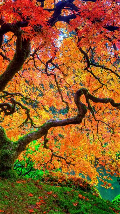 Free Download Tree Japanese Autumn Season Natural Beauty