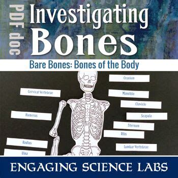 Bones in human body provide basic structural shape and support. Human Body: Skeletal System Activity, Learn Major Human Bones | TpT