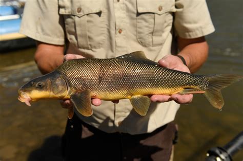 Razorback Suckers Recovery In Colorado River Basin