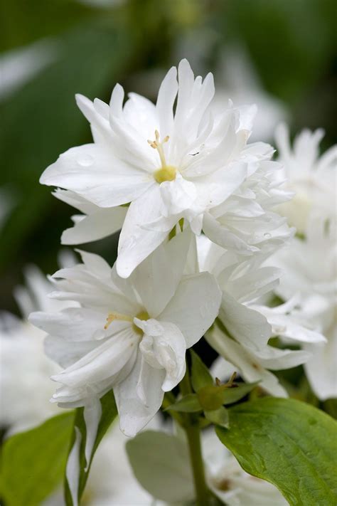 Mock Orange Blossoms Fragrant Flowers 1c804b18 Fragrant