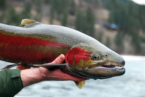 Salmon River Steelhead Fishing Report Idaho Unique Fish Photo