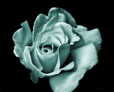 Rose Flower In Teal Green Photograph By Jennie Marie Schell Fine Art