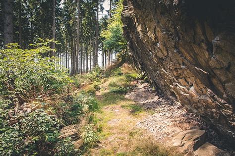 Free Photo Rock Forest Path Forest Nature Hiking Landscape On