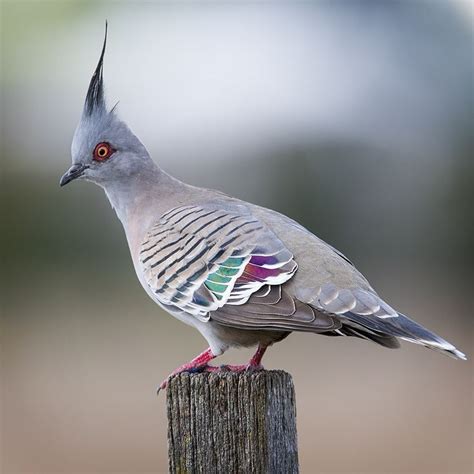 The Crested Pigeon Ocyphaps Lophotes Is A Bird Found Widely