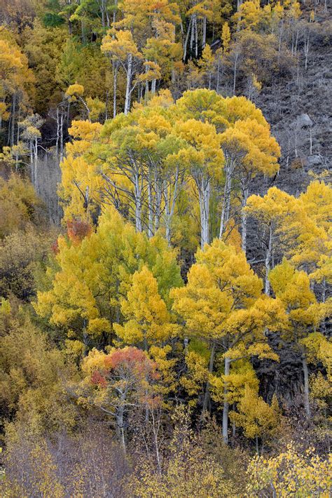 Bishop Creek Fall Colors Bdfri2012 Flickr