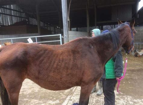 Horses Found Dead In Field Near Ashford Designer Outlet By Staff From