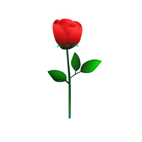 Gambar Setangkai Mawar Merah Mawar Merah Cinta Png Transparan Dan