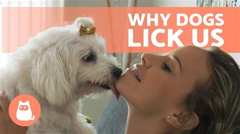 What Does It Mean When Your Dog Licks Your Private Area Exploring The