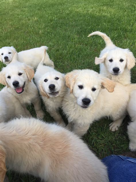 Get matched with a pupper from a responsible goldendoodle breeder near you. Golden Retriever Puppies For Sale | Pinckney, MI #199687