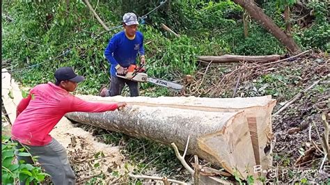 Membelah Kayu Besar Dengan Gergaji Mesin Stihl Ms381 Sebelum Diserkel Keliling Youtube