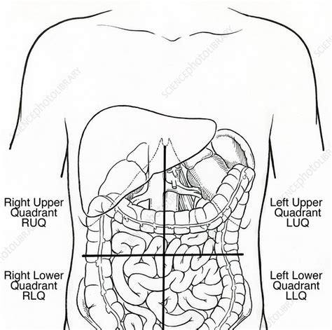 The abdominal quadrants can create a differential diagnosis for the cause, along with ot. Abdominal Anatomy Right Upper Quadrant / Illustration Of ...