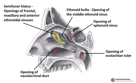 The Openings Into The Nasal Cavity Are The