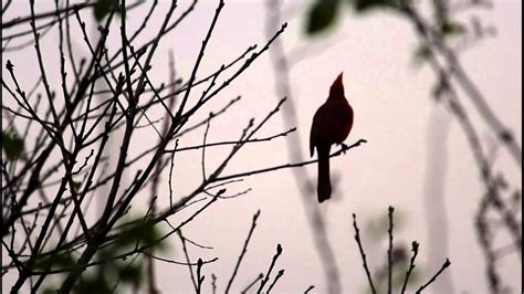 Early Morning Cardinal Singing Youtube