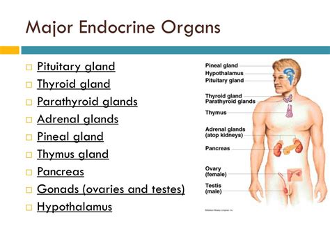 Ppt The Endocrine System Powerpoint Presentation Free Download Id3105349