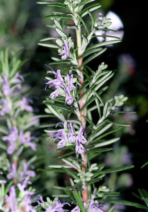 Flowering Rosemary Photograph By Dan Samsscience Photo Library
