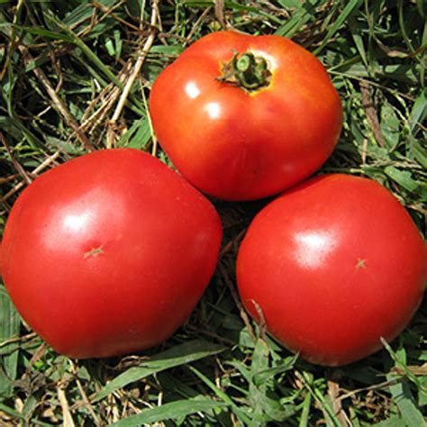 Marglobe Tomato Solanum Lycopersicum Indeterminate Annies Heirloom