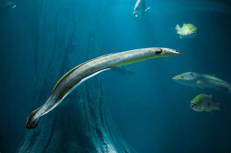 Loch Ness Monster ‘giant Eel Theory Supported By New Video