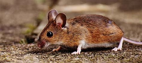 Rodent Control In Alabama Advanced Pest Control Of Alabama