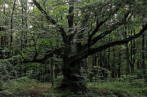 Strom Splněných Přání U Pohořan Nedaleko Olomouce Kudy Z Nudy