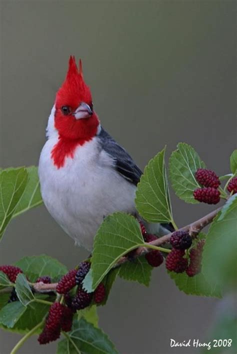 Red Crested Cardinal Of Hawaii Birds Pinterest