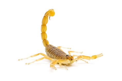 Are there scorpions in colorado. Wasp Control Colorado Springs - Hornet & Scorpion Control