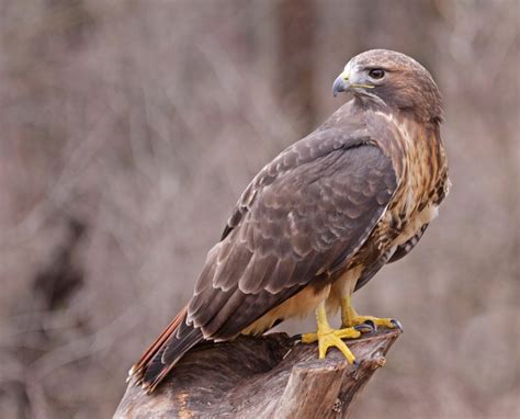 Hawks In Alabama Commonly Spotted Birds Of Prey