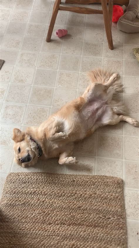 Ermahgerd Assumes The Position For Belly Scratches Rpetthedamndog