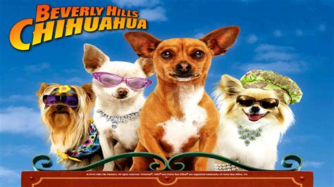 She burrows in clothes, she burrows in, obviously suitcases now,' he said. Ver Un Chihuahua En Beverly Hills Audio Latino | Ver ...